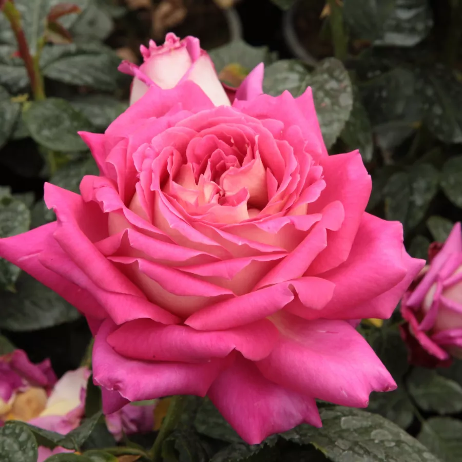 Różowy - biały - Róża - Tanger™ - róże sklep internetowy