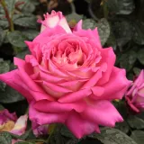 Trandafiri hibrizi Tea - trandafir cu parfum discret - comanda trandafiri online - Rosa Tanger™ - roz - alb