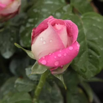 Rosa Tanger™ - roz - alb - Trandafiri hibrizi Tea
