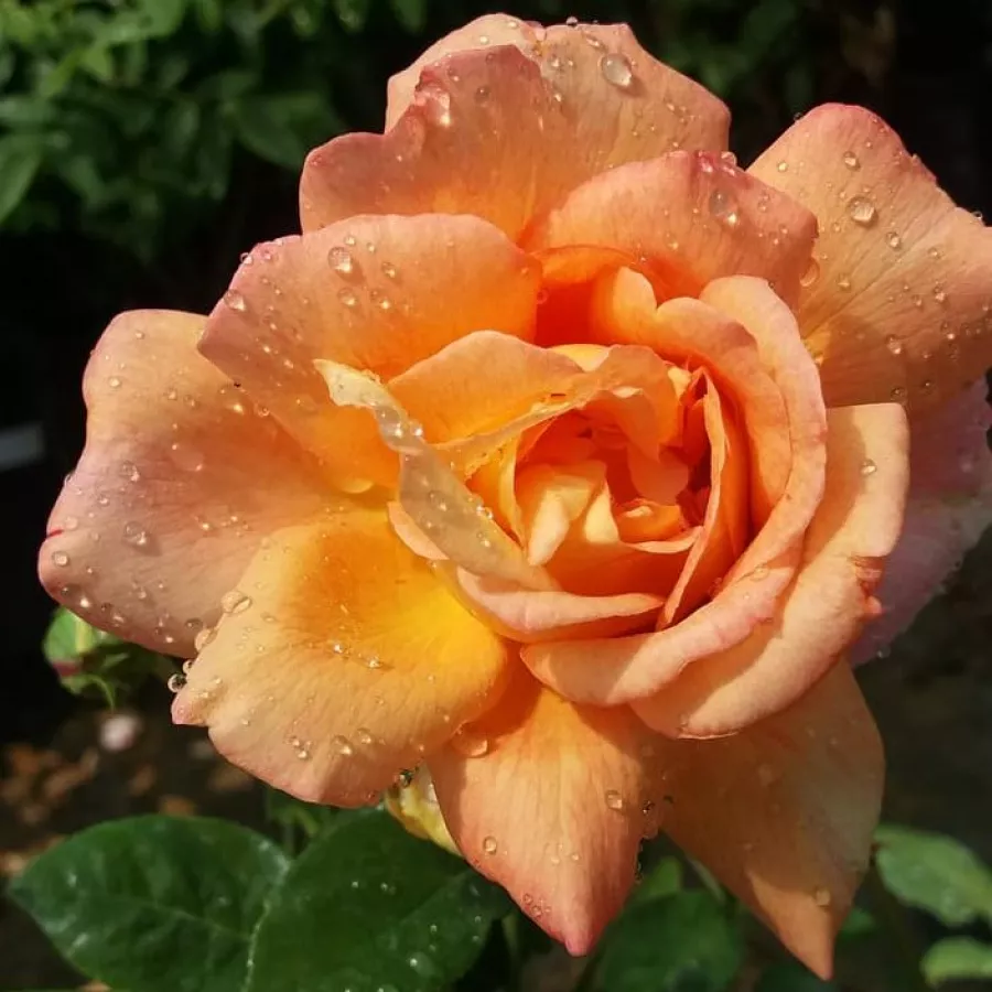 Sárga - rózsaszín - Rózsa - Tapestry™ - Online rózsa rendelés