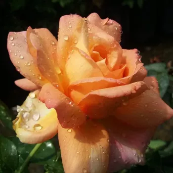 Barackrózsaszín - teahibrid rózsa - közepesen illatos rózsa - szegfűszeg aromájú