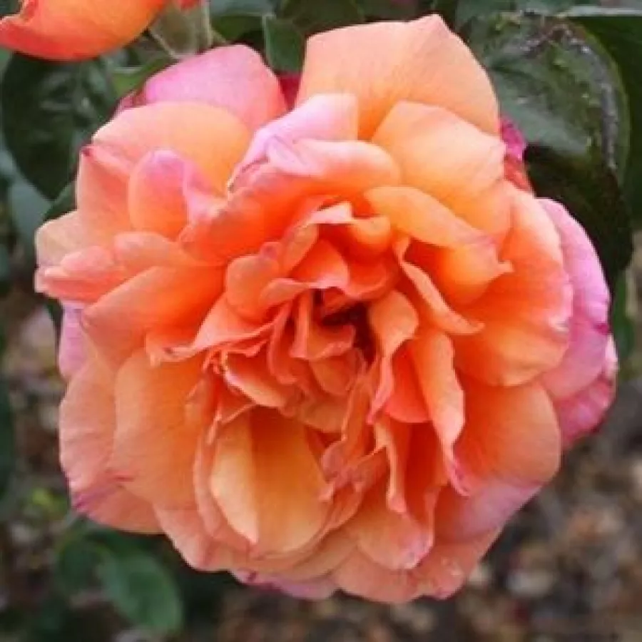Amarillo rosa - Rosa - Tapestry™ - rosal de pie alto