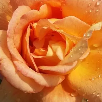 Rosier à vendre - jaune - rose - Rosiers hybrides de thé - Tapestry™ - moyennement parfumé