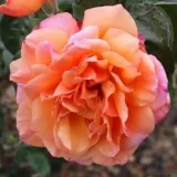 Trandafiri hibrizi Tea - trandafir cu parfum intens - comanda trandafiri online - Rosa Tapestry™ - galben - roz