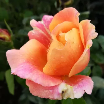 Rosa Tapestry™ - geel - roze - Theehybriden