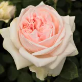 Rózsaszín - angol rózsa - Online rózsa vásárlás - Rosa Auslight - intenzív illatú rózsa - pézsmás aromájú