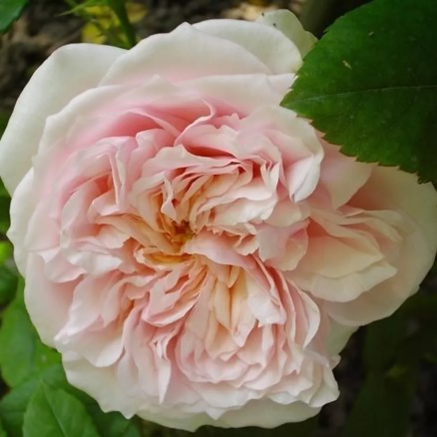 Roz - Trandafiri - Auslight - Trandafiri online