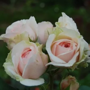 Rosa Auslight - roz - Trandafiri englezești