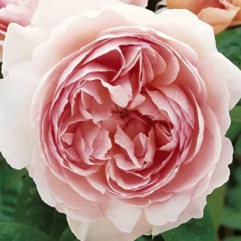 Ružičasta - engleska ruža - ruža intenzivnog mirisa - mošusna aroma