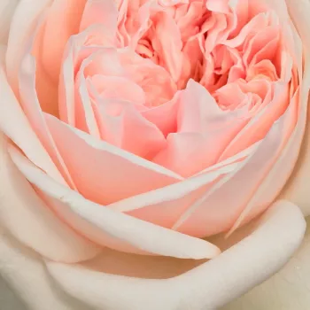Buy Roses Online - Pink - english rose - intensive fragrance -  Auslight - David Austin - Its pale pink flowers have a pleasant appearance with other high-coloured plants.