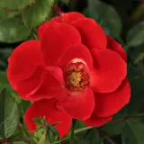 Vörös - törpe - mini rózsa - Online rózsa vásárlás - Rosa Tara Allison™ - diszkrét illatú rózsa - málna aromájú