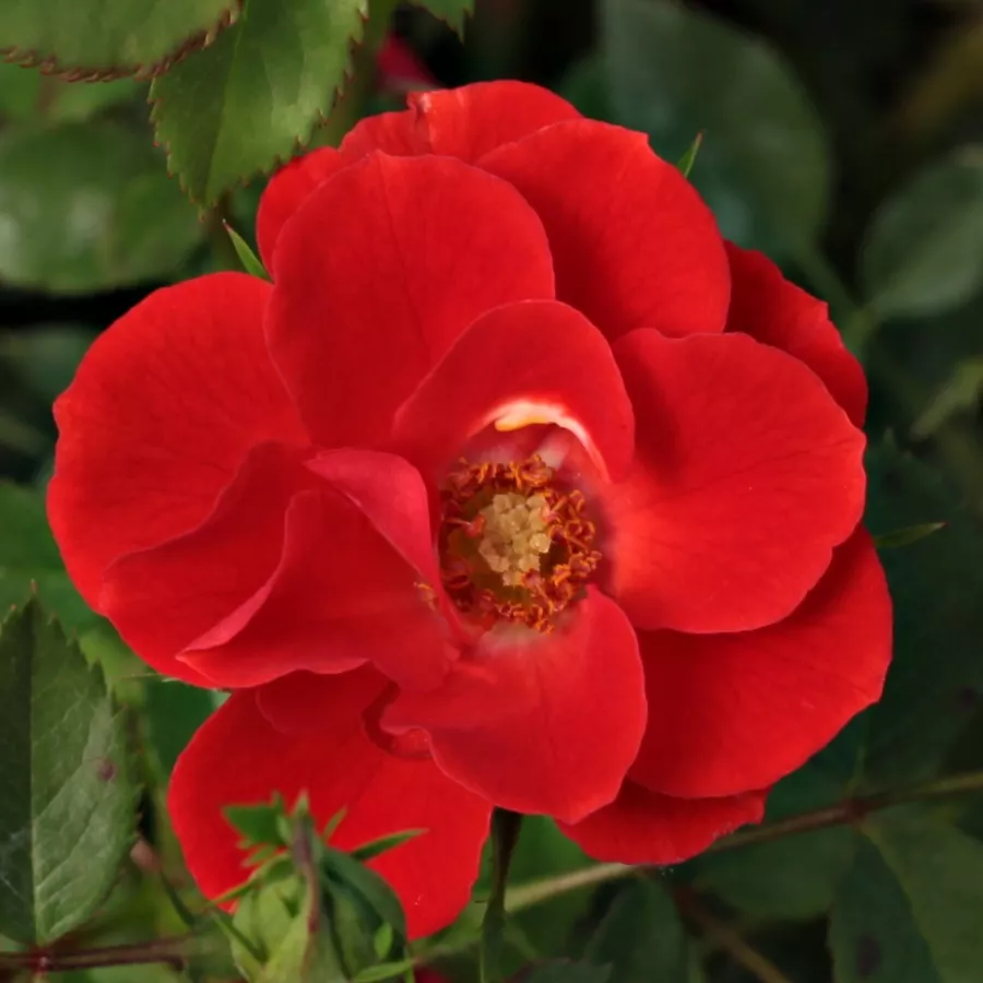Mini - pritlikave vrtnice - Roza - Tara Allison™ - Na spletni nakup vrtnice