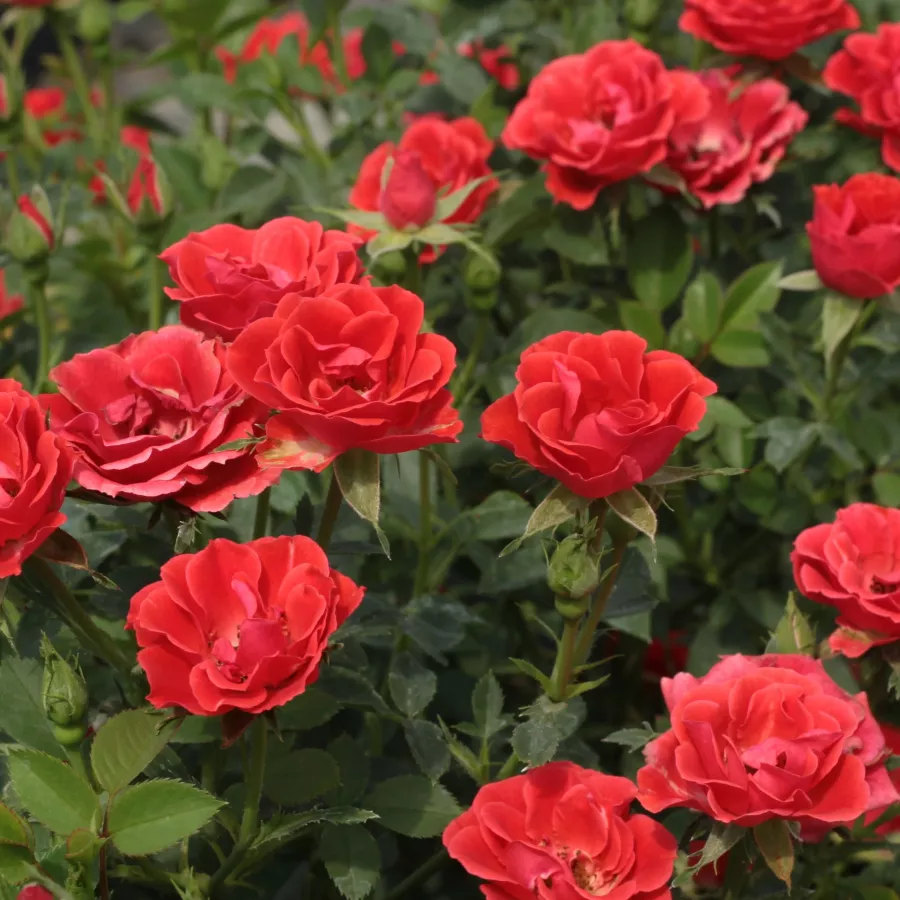 Rosso - Rosa - Tara Allison™ - Produzione e vendita on line di rose da giardino