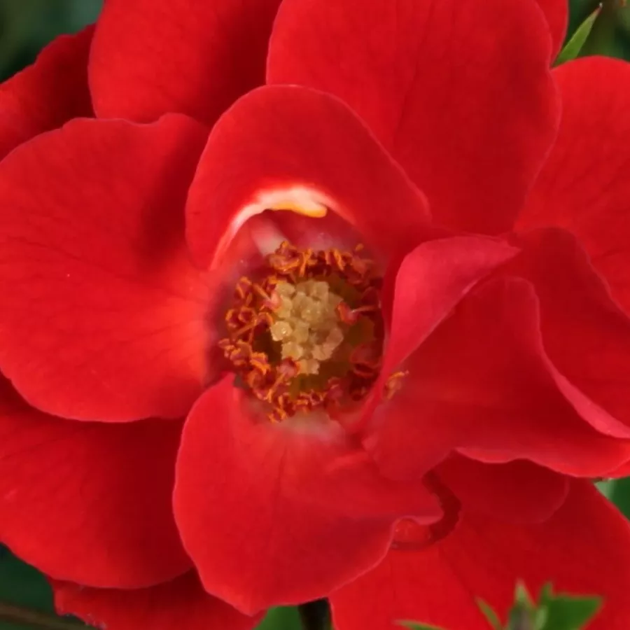 Miniature - Róża - Tara Allison™ - Szkółka Róż Rozaria