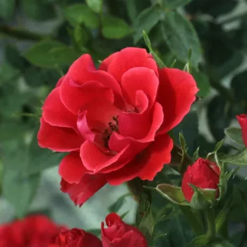 Rosa Tara Allison™ - roșu - trandafiri pomisor - Trandafir copac cu trunchi înalt – cu flori mărunți