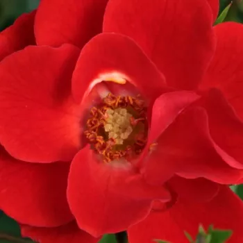 Rozen bestellen en bezorgen - Rosa Tara Allison™ - zacht geurende roos - Stamroos – Kleine bloemen - rood - Samuel Darragh McGredy IV.compacte kroonvorm - 0