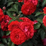 Narancssárga - virágágyi polianta rózsa - Online rózsa vásárlás - Rosa Tara™ - diszkrét illatú rózsa - --