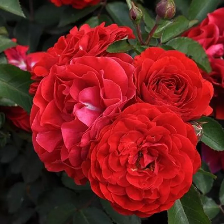 Oranžna - Roza - Tara™ - Na spletni nakup vrtnice