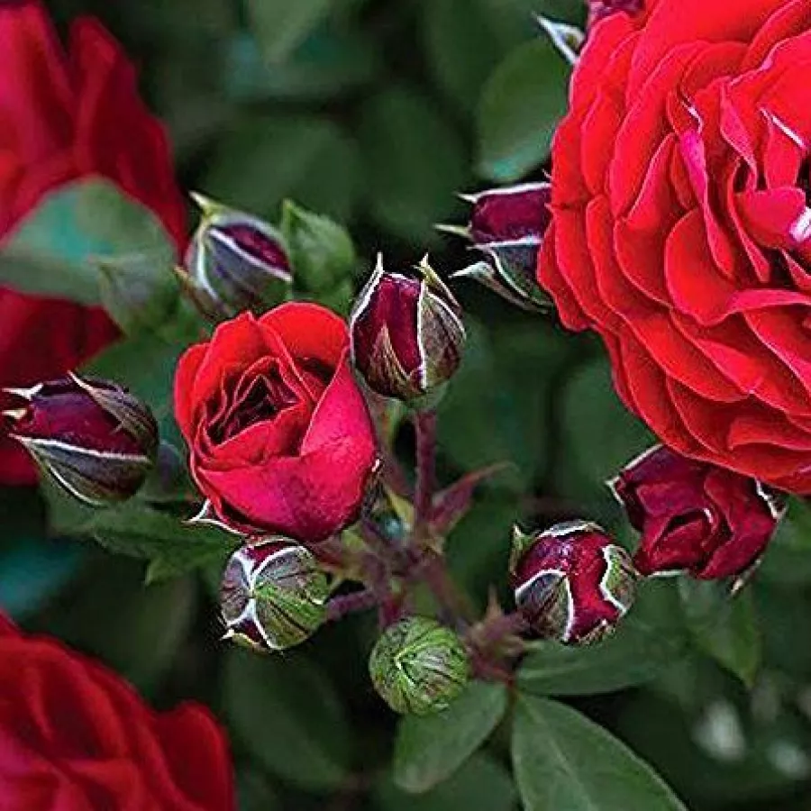 Diszkrét illatú rózsa - Rózsa - Tara™ - Online rózsa rendelés