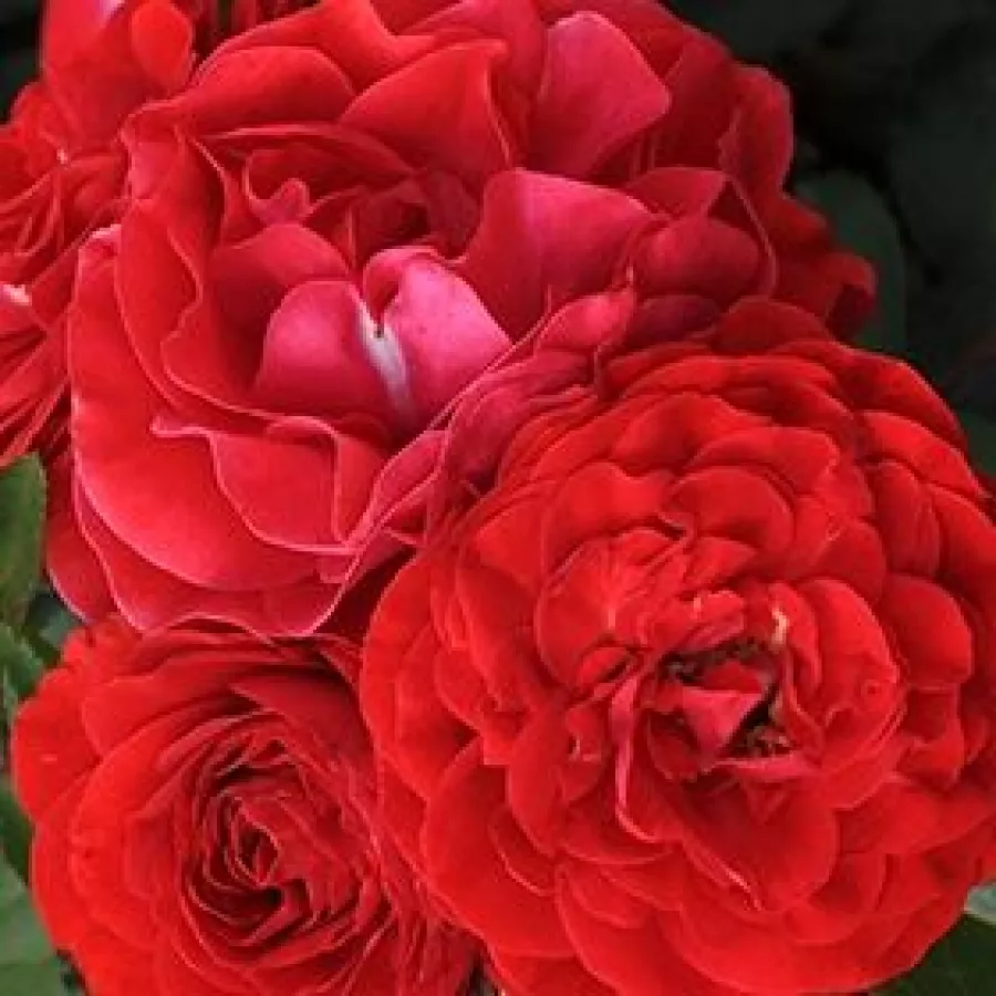 Polyantha - Ruža - Tara™ - Ruže - online - koupit