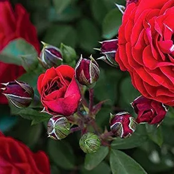 Rosa Tara™ - naranja - Árbol de Rosas Inglesa - rosal de pie alto- forma de corona tupida