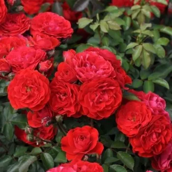 Vörös - narancssárga árnyalat - angolrózsa virágú- magastörzsű rózsafa  - diszkrét illatú rózsa - -