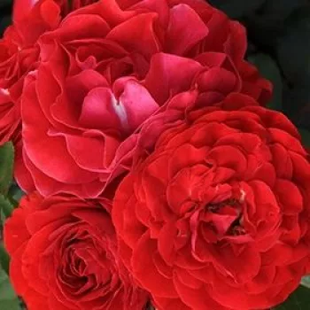 Ruže - online - koupit - záhonová ruža - polyanta - mierna vôňa ruží - vôňa divokej ruže - oranžový - Tara™ - (50-70 cm)