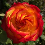 Sárga - vörös - teahibrid rózsa - Online rózsa vásárlás - Rosa Tequila Sunrise™ - diszkrét illatú rózsa - grapefruit aromájú
