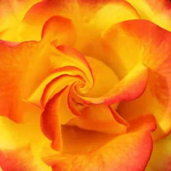 Online rózsa kertészet - sárga - vörös - teahibrid rózsa - Tequila Sunrise™ - diszkrét illatú rózsa - grapefruit aromájú - (75-80 cm)