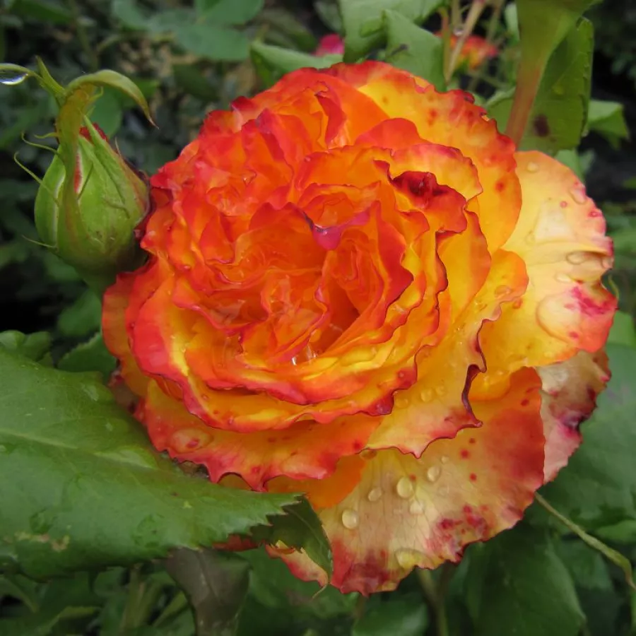 Giallo - rosso - Rosa - Tequila Sunrise™ - Produzione e vendita on line di rose da giardino