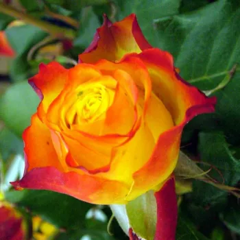 Rosa Tequila Sunrise™ - żółto czerwony - róża wielkokwiatowa - Hybrid Tea