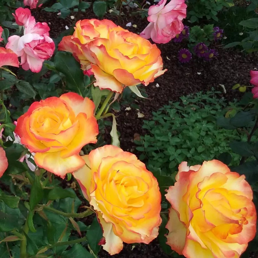 DICobey - Rosa - Tequila Sunrise™ - Produzione e vendita on line di rose da giardino