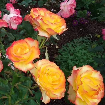 Żółto czerwony - róża pienna - Róże pienne - z kwiatami hybrydowo herbacianymi