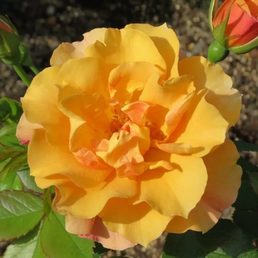 Virágágyi floribunda rózsa - Rózsa - Tequila® II - Online rózsa rendelés