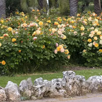 Narancssárga - virágágyi floribunda rózsa   (100-150 cm)