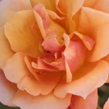 Szkółka Róż Rozaria - róże rabatowe grandiflora - floribunda - pomarańczowy - róża bez zapachu - Tequila® II - (100-150 cm)