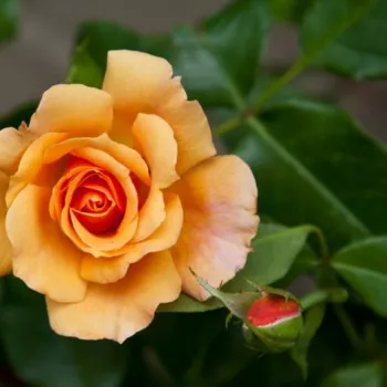 Rosa Tequila® II - orange - rosier haute tige - Fleurs groupées en bouquet