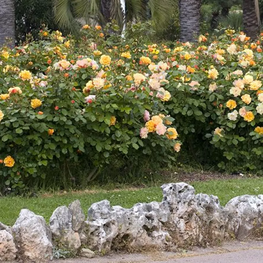 120-150 cm - Rózsa - Tequila® II - Kertészeti webáruház