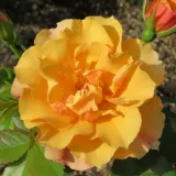 Floribunda ruže - bez mirisna ruža - naranča - Rosa Tequila® II