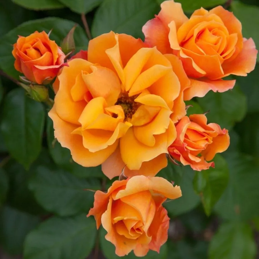 Ruža floribunda za gredice - Ruža - Tequila® II - sadnice ruža - proizvodnja i prodaja sadnica