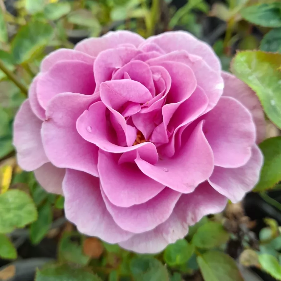 Róże rabatowe grandiflora - floribunda - Róża - Terra Limburgia™ - Szkółka Róż Rozaria