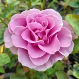 Floribunda ruže - ružičasto - ljubičasta - bez mirisna ruža - Rosa Terra Limburgia™ - Narudžba ruža