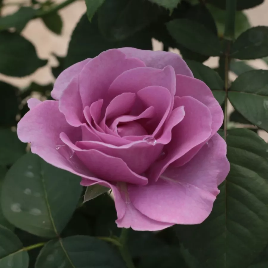 Rózsaszín - lila - Rózsa - Terra Limburgia™ - Online rózsa rendelés