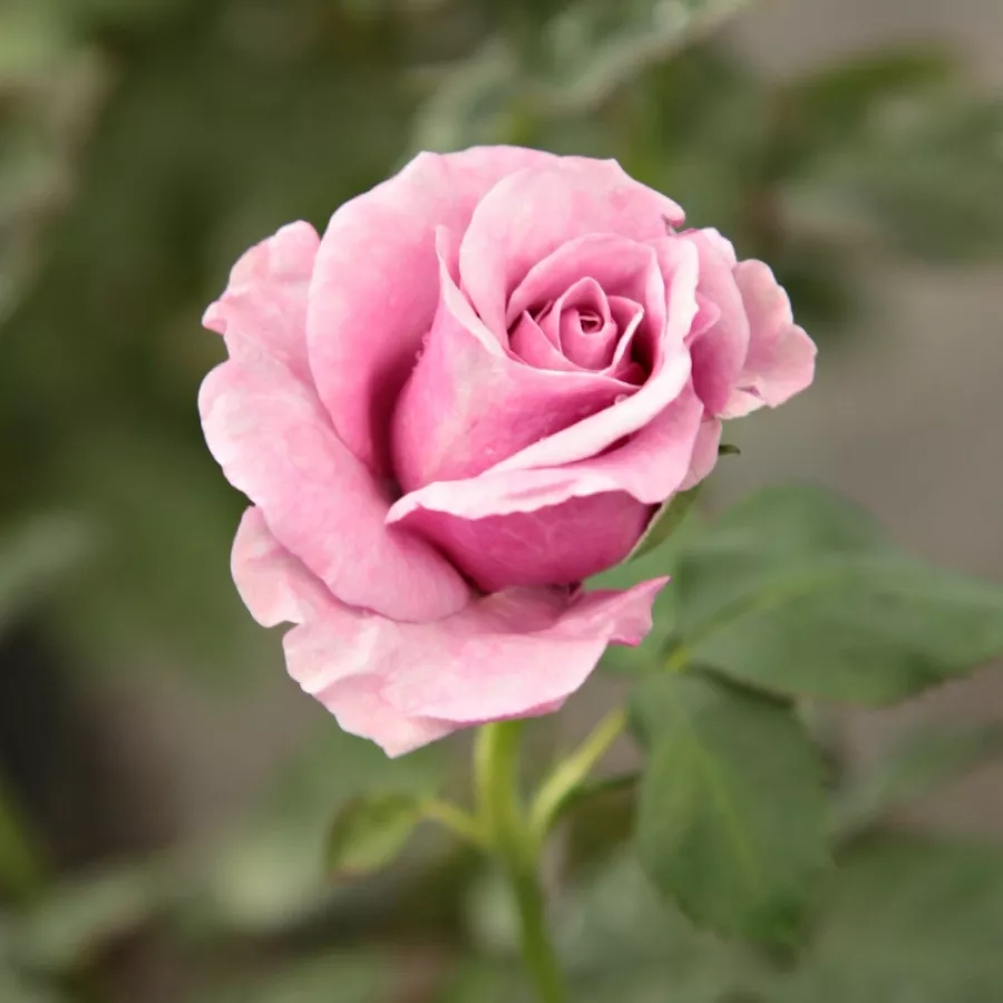 Róża bez zapachu - Róża - Terra Limburgia™ - Szkółka Róż Rozaria
