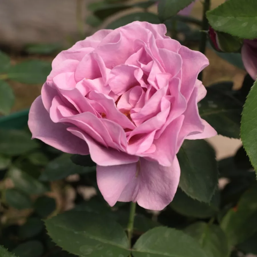 ORYlila - Rosa - Terra Limburgia™ - Produzione e vendita on line di rose da giardino