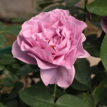 Roza - vijolična - Vrtnice Floribunda   (70-80 cm)