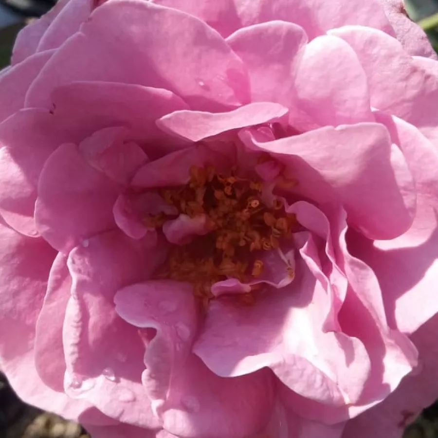 Floribunda - Róża - Terra Limburgia™ - Szkółka Róż Rozaria
