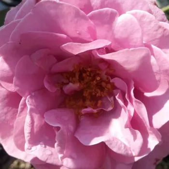 Online rózsa rendelés  - virágágyi floribunda rózsa - rózsaszín - lila - nem illatos rózsa - Terra Limburgia™ - (70-80 cm)