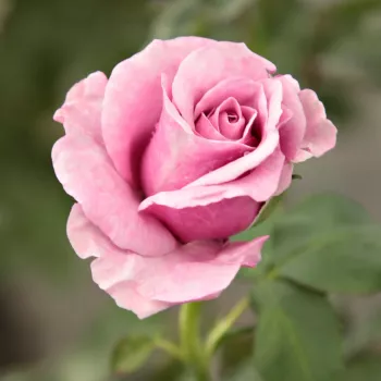 Rosa Terra Limburgia™ - rosado morado - Árbol de Rosas Floribunda - rosal de pie alto- forma de corona tupida