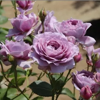 Růžová - fialová - stromkové růže - Stromkové růže, květy kvetou ve skupinkách